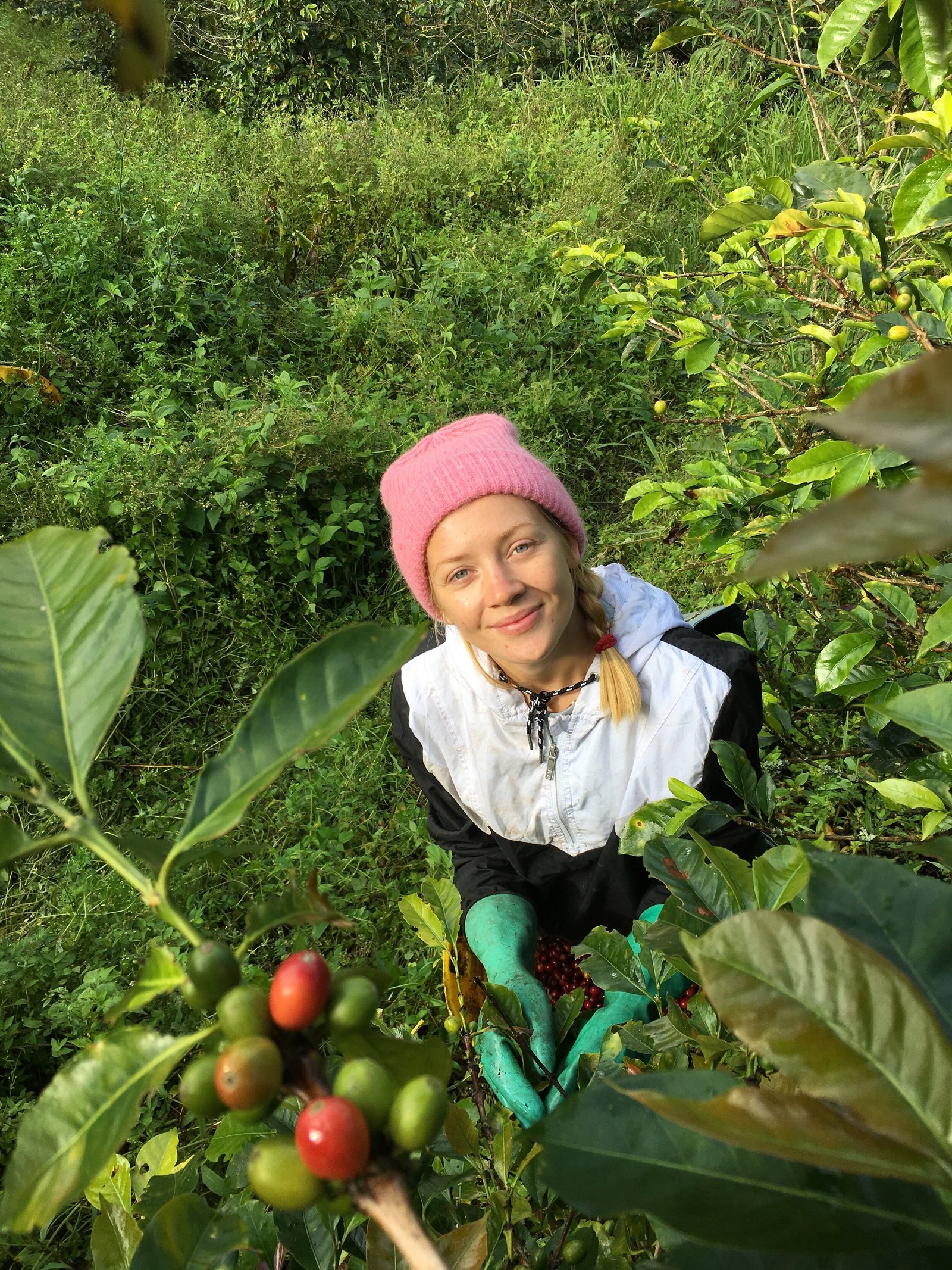 Wheredoescoffeegrow3F7CBatchCoffeeReviewUK7CWorkingonaColombiancoffeefarm7COrganiccoffeeandhowitisprocessed7CSouthAmericancoffeefarming Working on a Colombian coffee farm