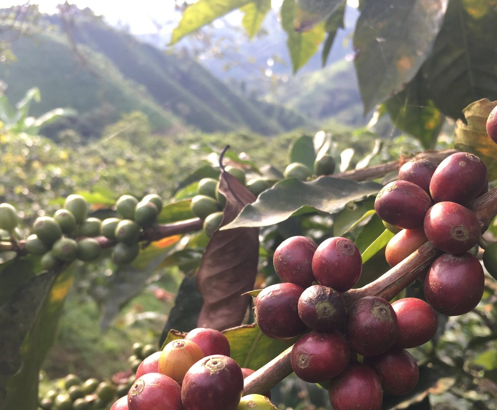 Whereiscoffeegrown3F7CHowtopickcoffee7CBatchCoffeeReviewUK7CWorkingonaColombiancoffeefarm7COrganiccoffeeandhowitisprocessed7CSouthAmericancoffeefarming Working on a Colombian coffee farm