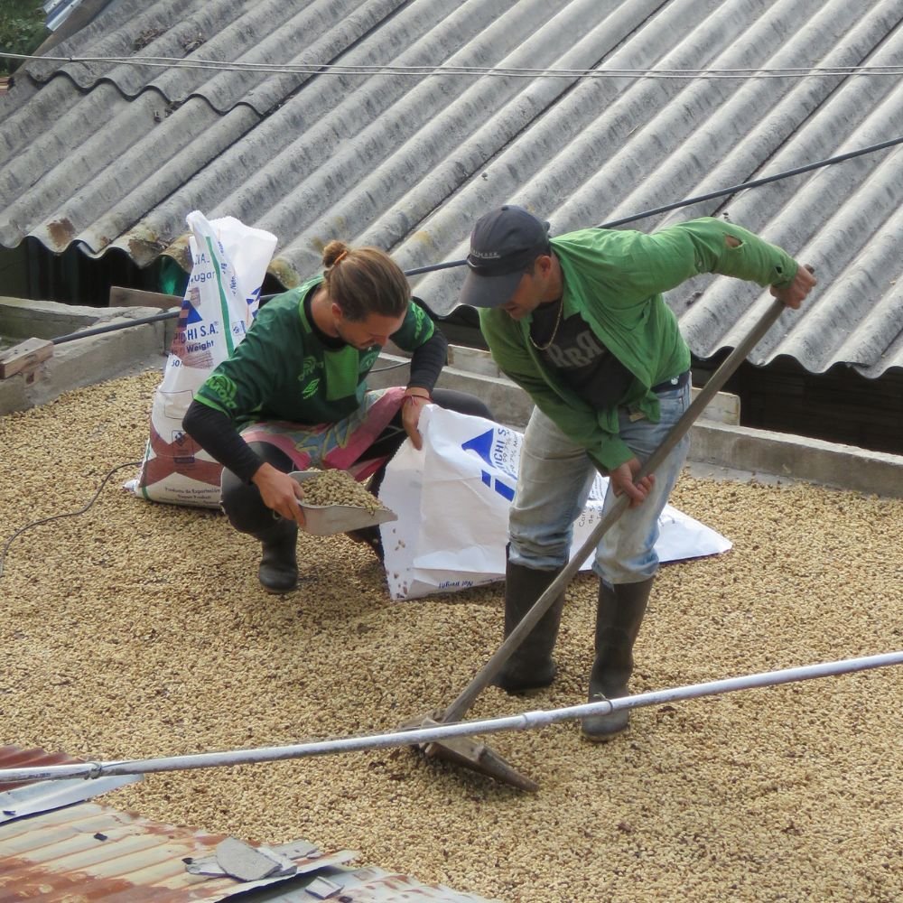 dvsdc Why Do Coffee Beans Have Different Flavours?