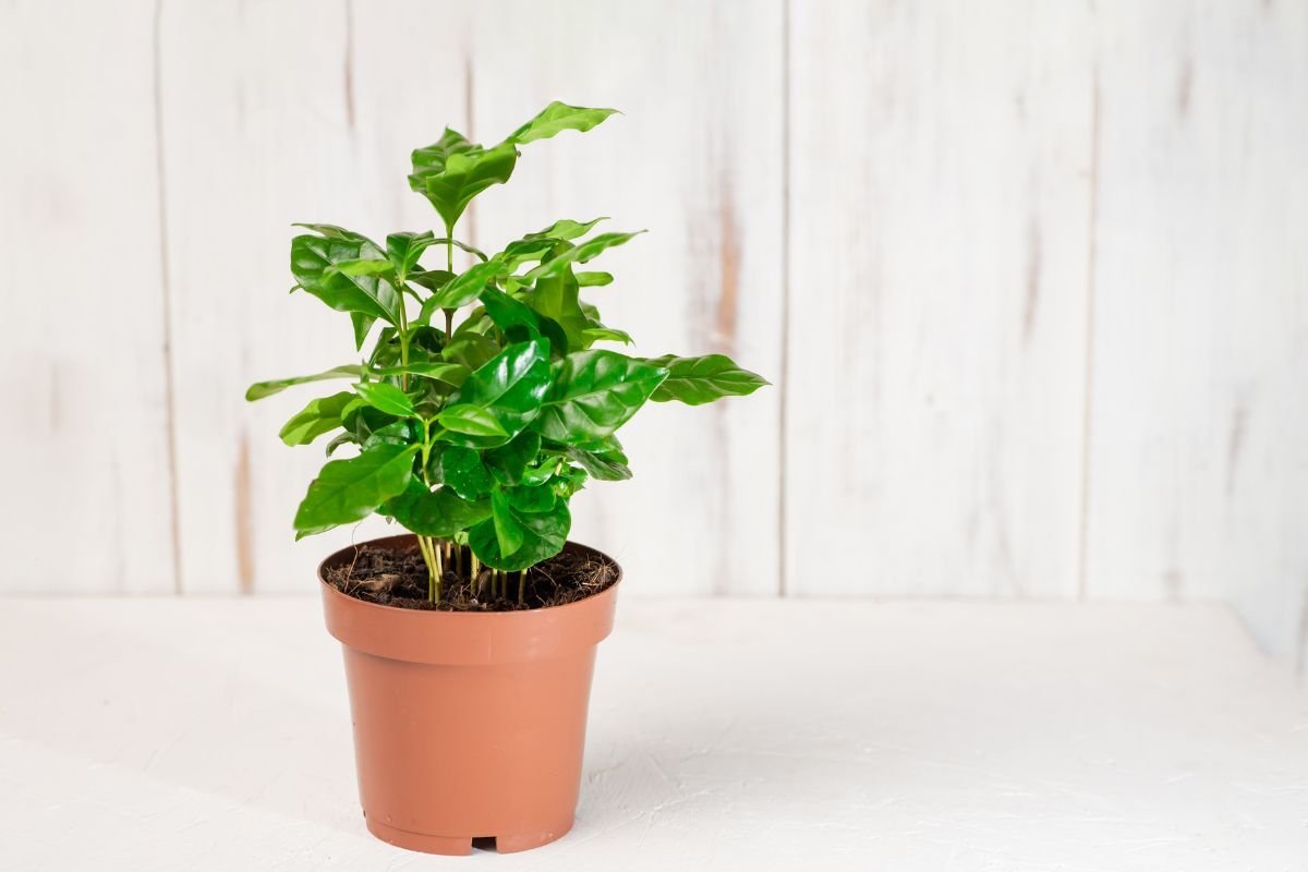 growacoffeeplant Can You Grow Coffee At Home?