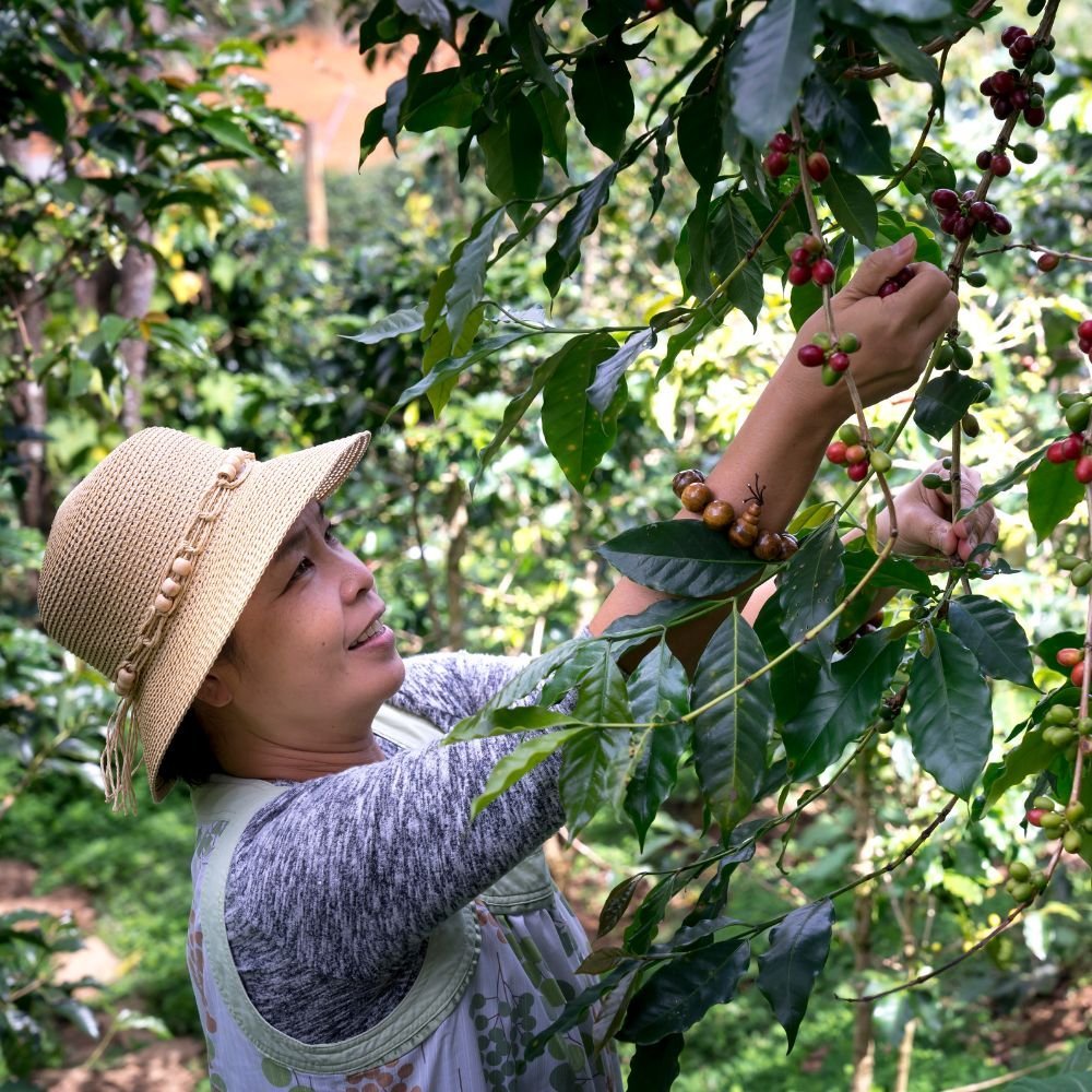 growyourowncoffeeathome Can You Grow Coffee At Home?