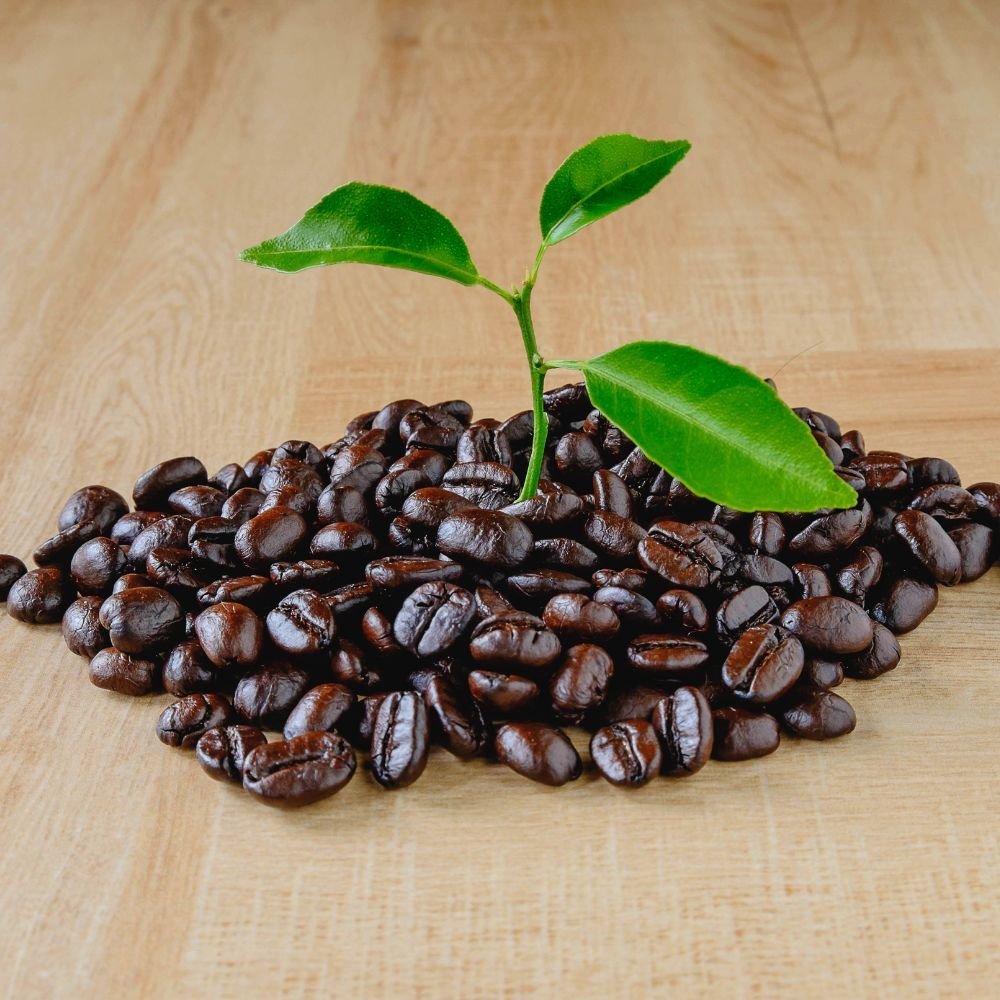 togrowyourowncoffee Can You Grow Coffee At Home?