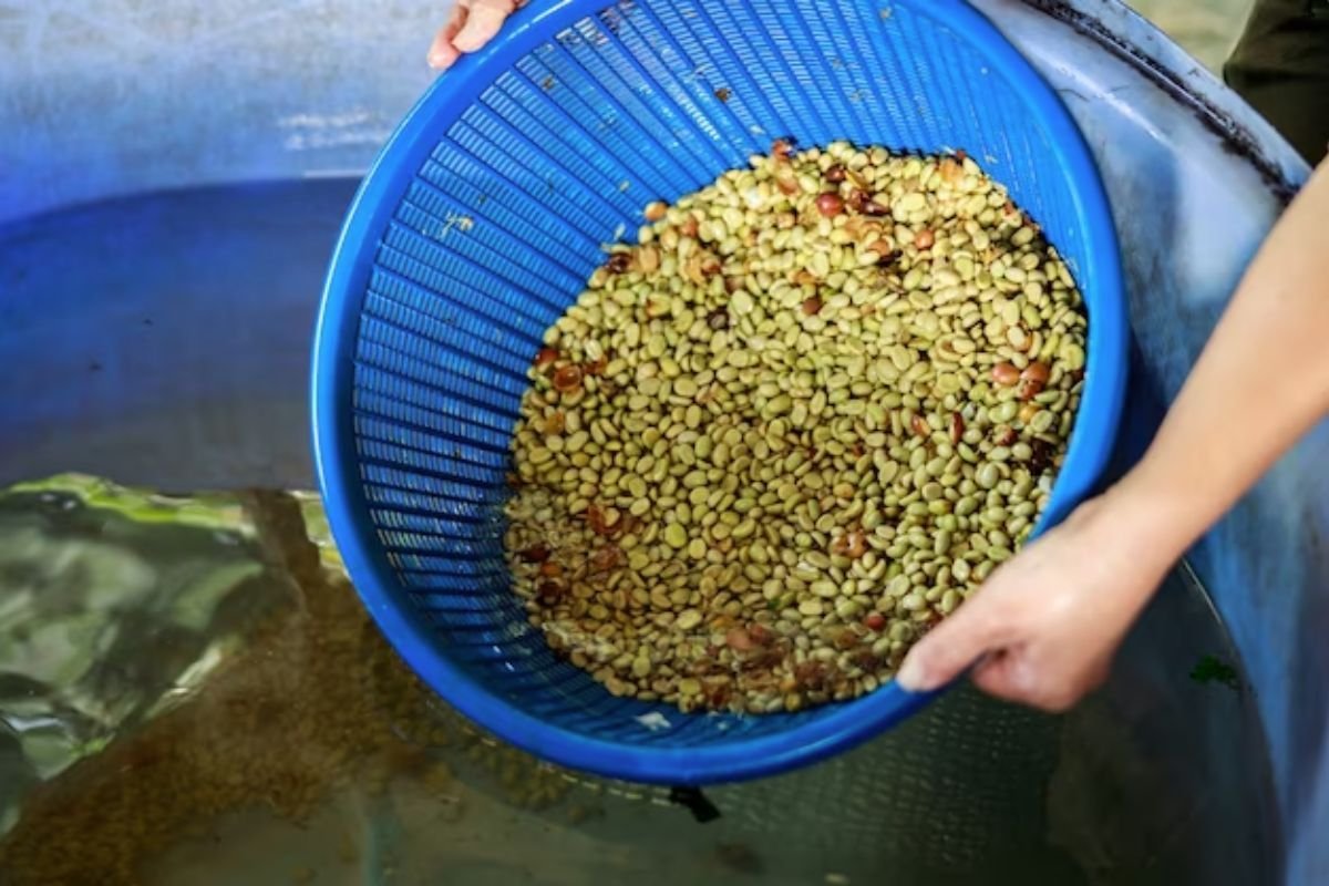 washyourbeansbeforeyouroastthem Should I Wash My Coffee Beans?