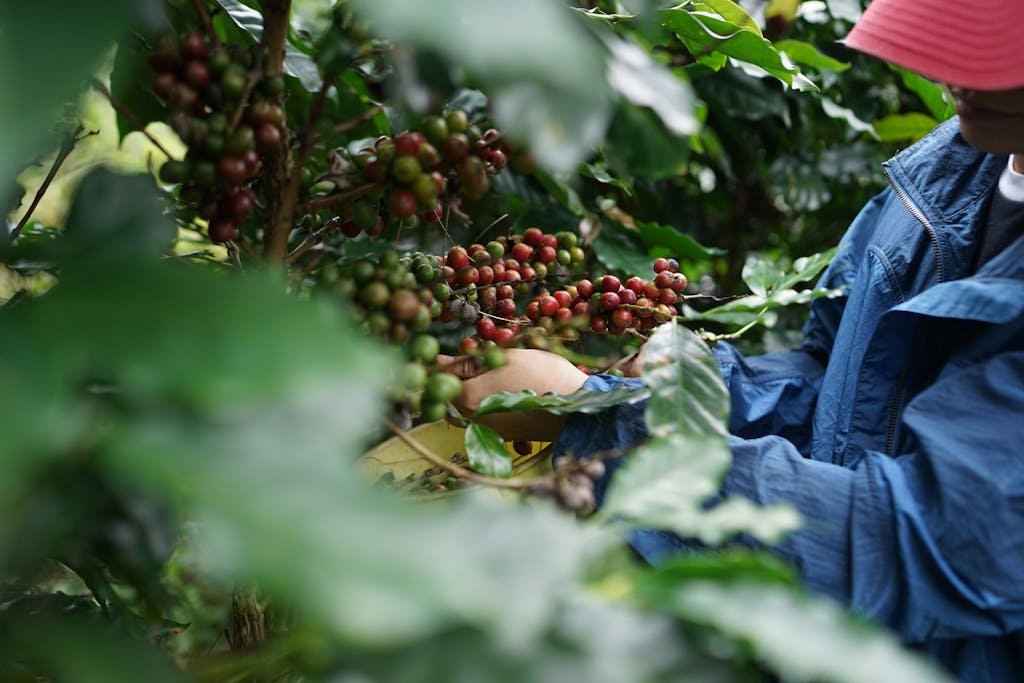 Vietnam Coffee Origin